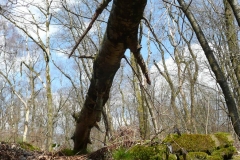 Baumstamm_Foto von Anja Hardt