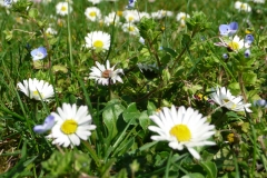 Ein Hauch von Frühling_Foto von Anja Hardt