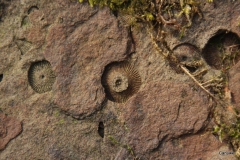 Fossil_Foto von Uwe Deffert