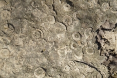 Fossilien_Foto von Inge Engbruch