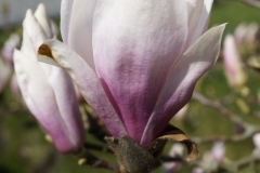 Frühlingsbote_Foto von Inge Engbruch