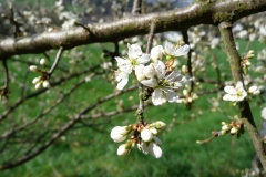 die ersten Knospen_Foto von Anja Hardt