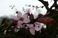 geöffnete Kirschblüte_Foto von Anja Hardt
