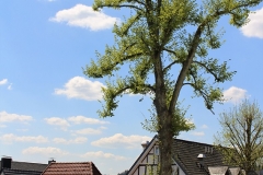 Baum im Frühling_Foto von Sigrid Kasburg