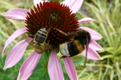 Biene und Hummel_Foto von Anja Hardt