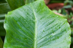 Blatt_Foto von Paul Stöver