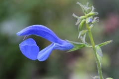 Blüte