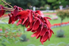 Blume