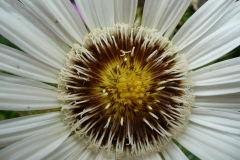 Blume_Foto von Anja Hardt