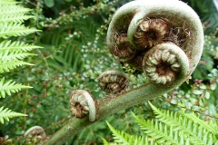 Farn_Foto von Ingrid Becker