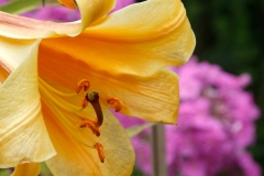 Lilie_Foto von Bärbel Liß