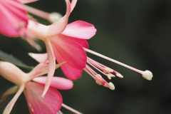 Macro_Foto von Helga Riehl