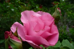 Rose_Foto von Anja Hardt