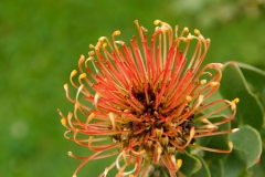 orange Blüte_Foto von Bärbel Liß