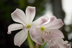 weiss_Foto von Paul Stöver