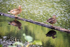 Enten_Foto von Helga Riehl