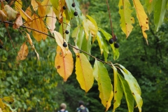 Herbstfärbung