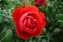 Rose_Foto von Anja Hardt