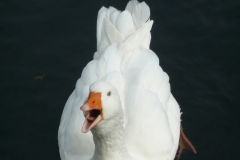 Schwan_Foto von Anja Hardt
