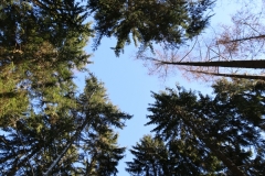 Blick in den Himmel