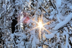 Im Winterwald_Foto von Sigrid Kasburg