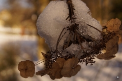 Sonnenstrahlen 1_Foto von Inge Engbruch