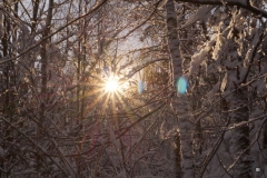 Sonnenstrahlen 4_Foto von Inge Engbruch