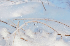 Winterzauber_Foto von Sigrid Kasburg