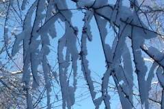 mit Schnee bedeckt_Foto von Anja Hardt