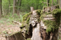IMG_0757-SK-Steinhauerpfad