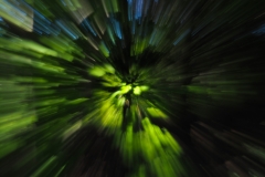 Zoom-P5068093