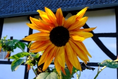 Anja Sonnenblume