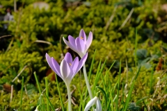 AH-Frühlingsboten