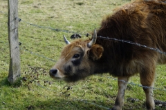 IE-Rinder-001