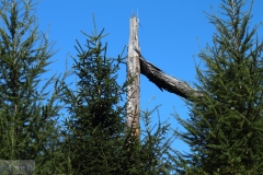 Abgebrochen