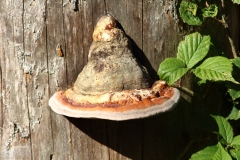 Baumpilz