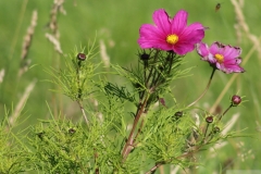 Blume1