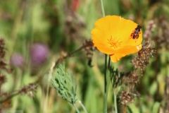 Blume2