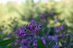IMG_4503b