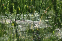 Netz