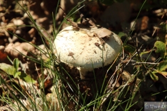 Pilz
