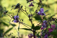 Springkraut