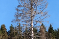 Toter-Baum