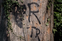 Baum