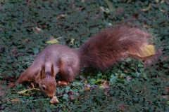 Eichhörnchen