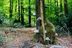 Baumpilze