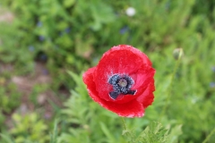 KLatschmohn...SK_