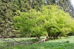 Natur