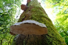Pilze-am-Baumstamm
