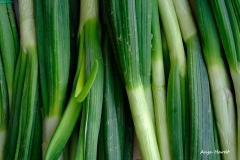 Anja-Frühlingszwiebel